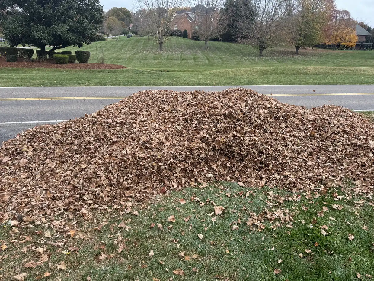 Large pile of leaves gathered for removal.