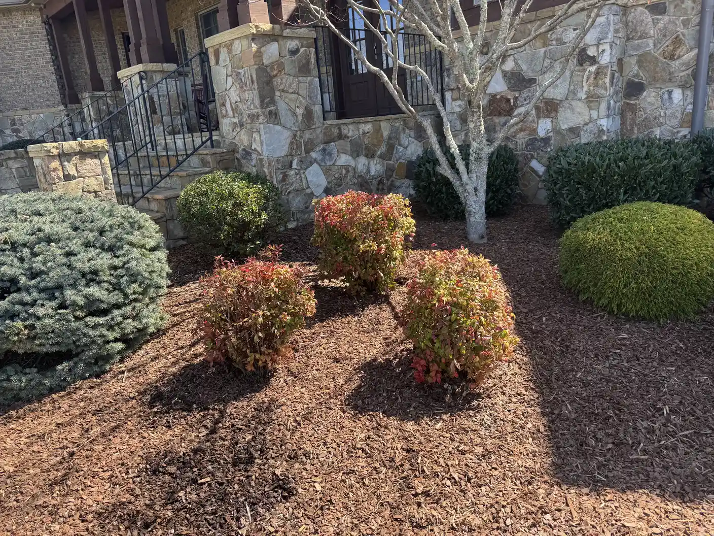 Fresh mulch and neatly shaped shrubs in a finished landscape bed.