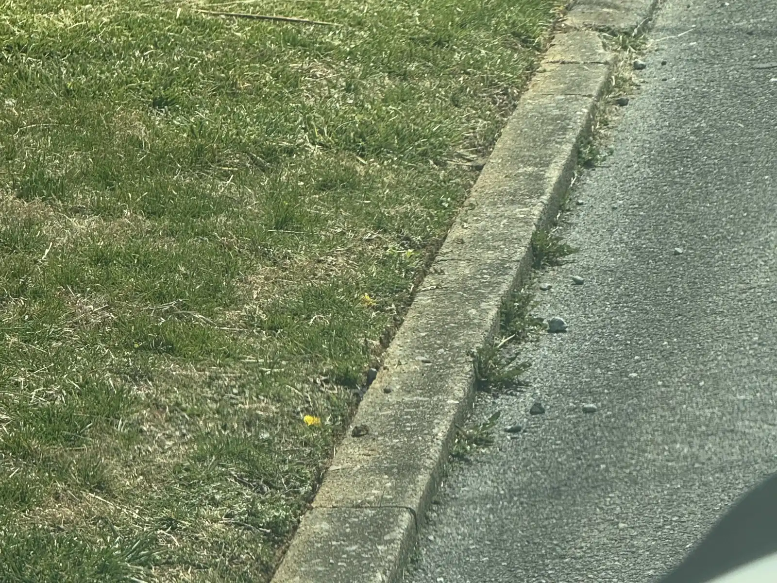 Cleanly trimmed grass edge along a curb.