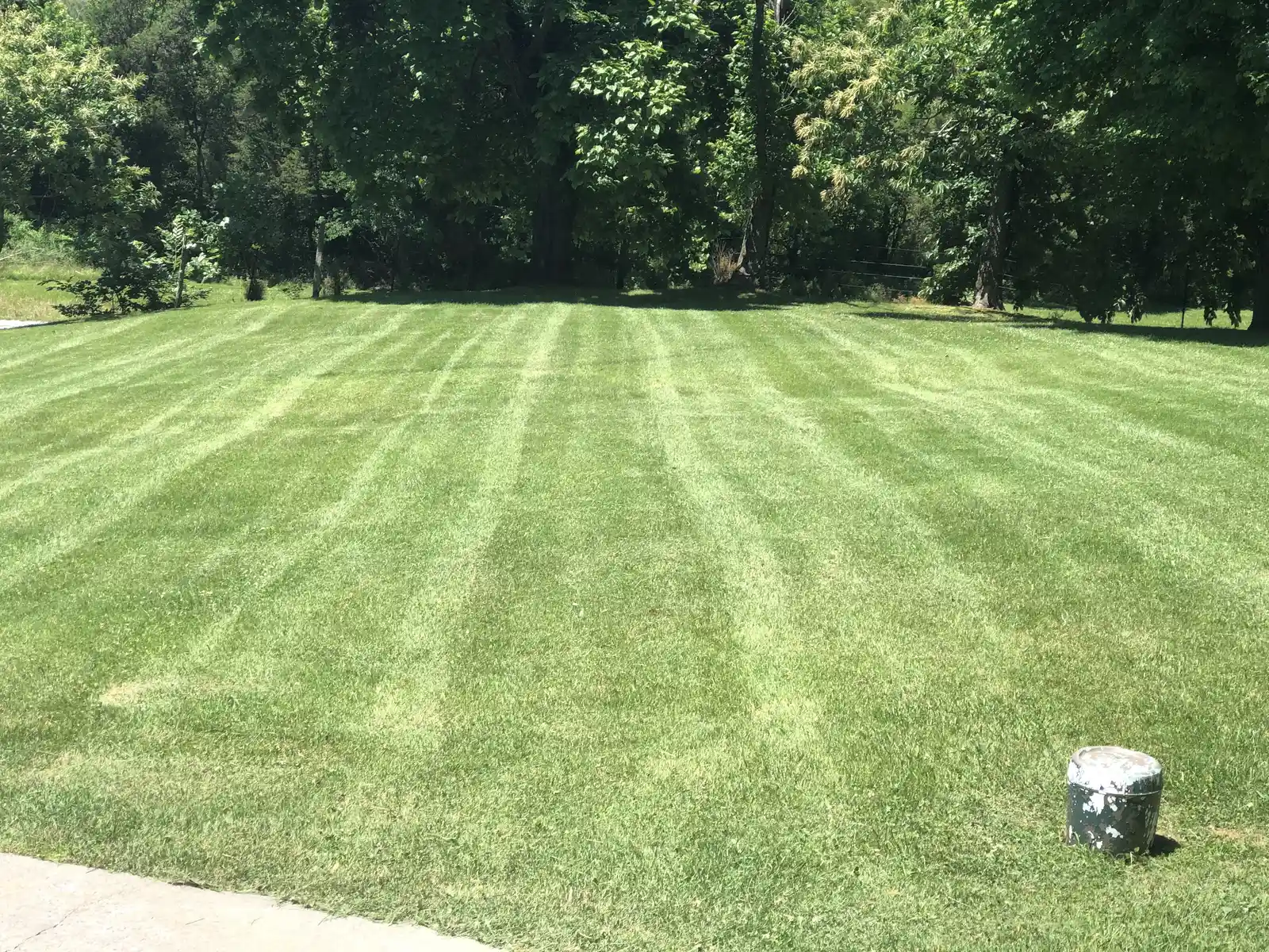 Wide lawn with fresh parallel mowing stripes.