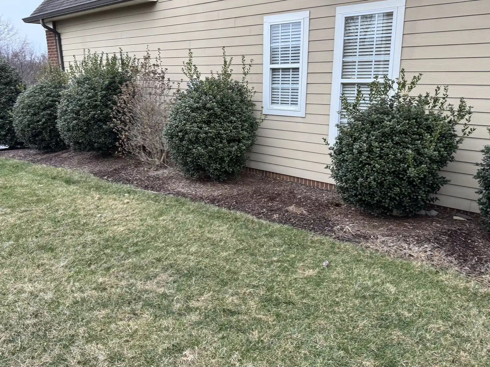 Trimmed foundation shrubs with clean landscape-bed edges.