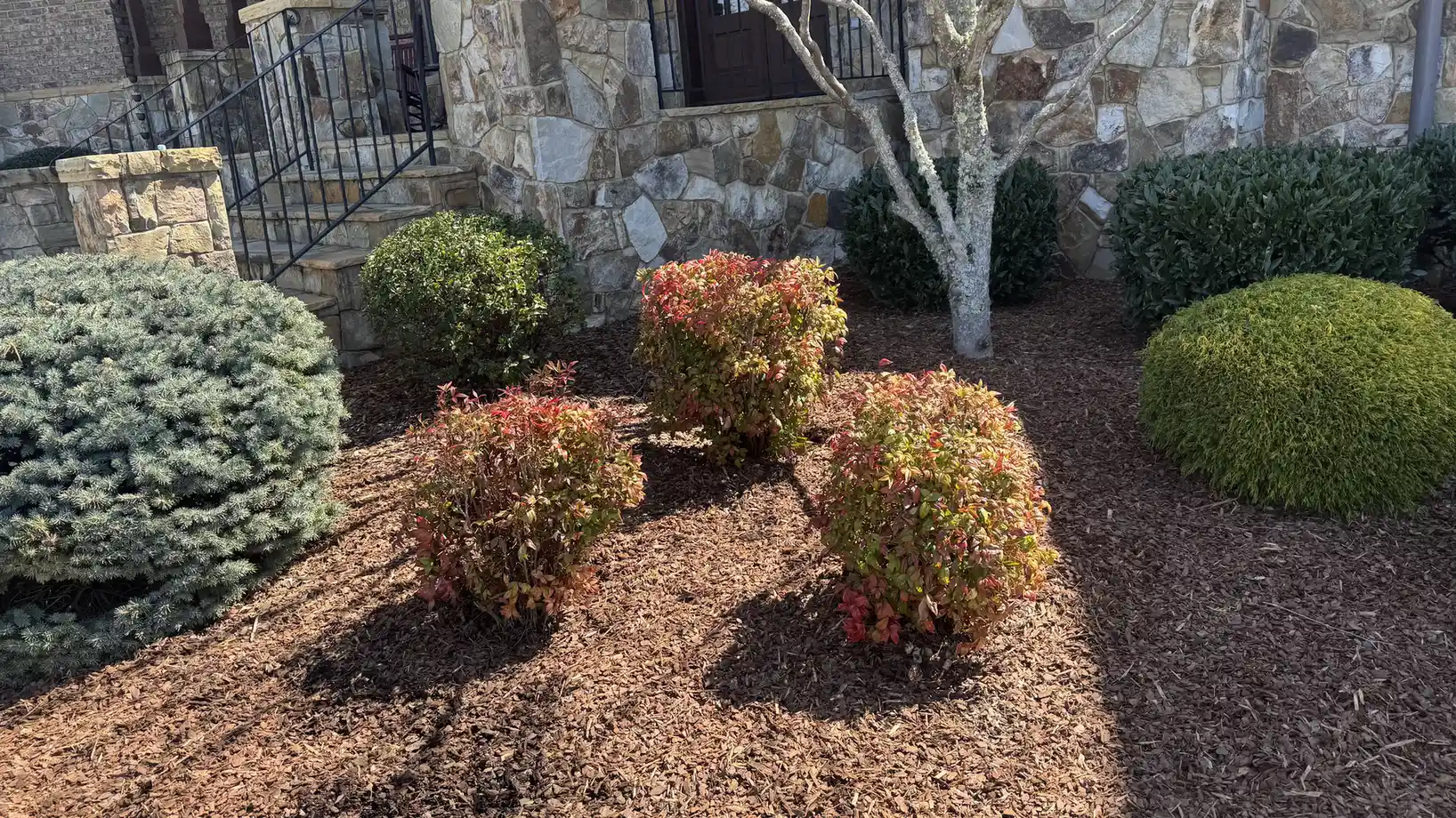 Fresh mulch and neatly shaped shrubs in a finished landscape bed.