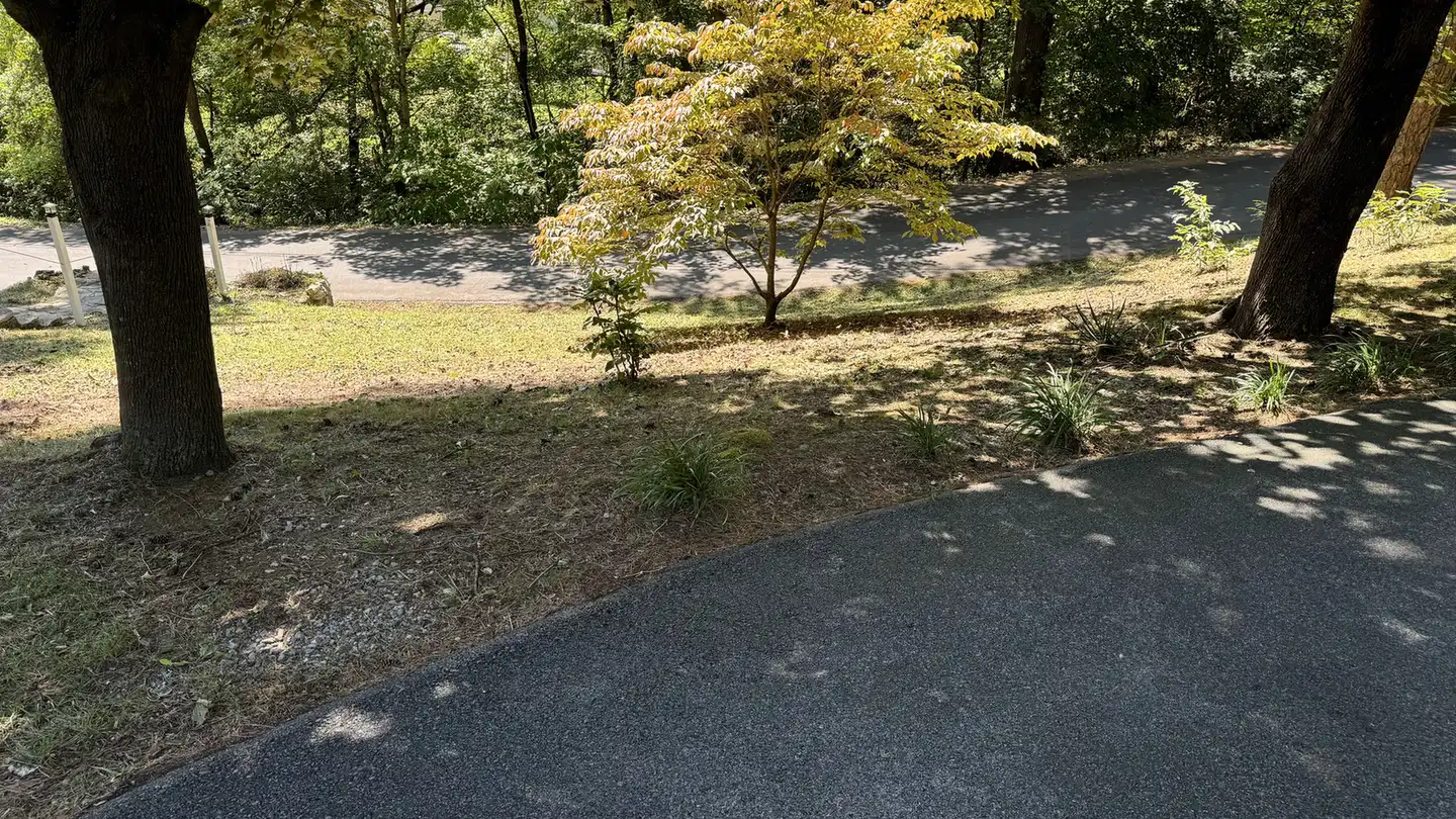 Cleared wooded yard after branches and debris were removed.